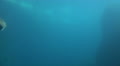 Walrus closeup dive underwater in natural arctic compound Video