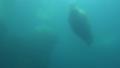 4k Walrus swimming underwater in natural arctic compound Video