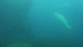 4k Walrus swimming and diving up in dull water Video