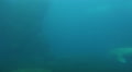 Walrus swimming and diving up in dull water Video