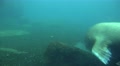 4k Walrus underwater searching food in rocky ground long version Video