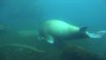 Walrus underwater searching food in rocky ground long version Video