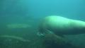 4k Walrus underwater search food in rocky ground short version Video
