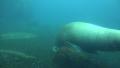 Walrus underwater search food in rocky ground short version Video