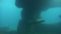 4k Common Seal closeup dive underwater in natural rocky compound Video