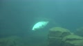4k Common Seal closeup dive underwater in rocky compound Video