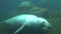 Two Common Seals closeup diving in rocky compound Video