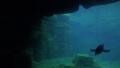 4k Humboldt penguins swimming in underwater cave Video