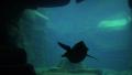 4k Humboldt penguin swimming in underwater cave Video