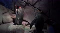 4k Subantarctic king penguins in dark indoor cave Video