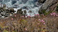 Big Sur Slow Motion 26 McWay Cove and California Coastline 96fps Video