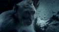 FX-Version Eating Macaque monkey fascial expression closeup Video