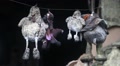 Toys hanging on a wire inside burnt building Video