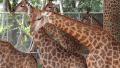 Beautiful giraffes in zoological garden Video