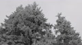 Beautiful Fir Trees Low Angle View Cloudy Sky Snow Capped Branches Covered Twigs Video