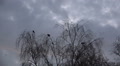 Timelapse Crows arrive on tree at a cloudy evening autumn day Video