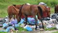 Horses eating garbage at the dump Video
