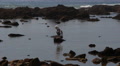 Seagull In Tidepools Video