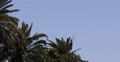 Unknown Airliner Airplane Air Plane Take Off Palm Trees Background Tropical City Video