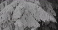 Fir Tree Branch Twig Loaded Snow Capped Covered Ice Flowers Cold Weather Winter Video