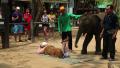 People at the show of elephants in Thailand Video