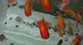 Chubby Fat Goldfish In Colorful Japanese Pond Close Up 4K Video