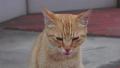 Orange Stray Tabby Cat On Sidewalk HD Video