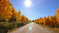 Driving through Foliage Forest 06 Grand Canyon North Rim Aspen Forest Video