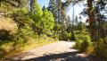 Driving through Foliage Forest 08 Grand Canyon North Rim Aspen Forest Video