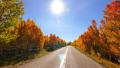 Driving through Foliage Timelapse 02 Grand Canyon North Rim Aspen Forest Video