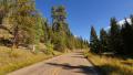 Driving through Foliage Timelapse 01 Grand Canyon North Rim Aspen Forest Video