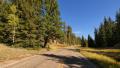 4K Driving through Foliage 02 Grand Canyon North Rim Aspen Forest Video