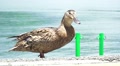 Brown Duck Walks On Pavement Near Lake Kawaguchi Japan HD Video