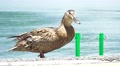 Brown Duck Walks On Pavement Near Lake Kawaguchi Japan 4K Video