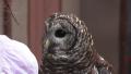 Barn Owl Being Presented To A Crowd Of People HD Video