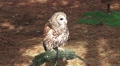 Barn Owl Sitting On Perch HD Video