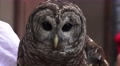 Close Up Of Barn Owls Face 4K Video