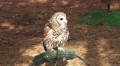 Barn Owl Sitting On Perch 4K Video