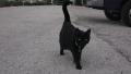 Black Cat On Pavement Approches Camera HD Video