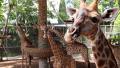 Big giraffes in zoological garden Video