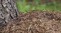 Ants in big anthill in forest Video