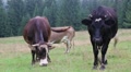 Cows on the grassland in Carpatians Video