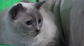 Close Up On Face Cute Siamese Cat Big Eye On Sofa Looking Around HD Video