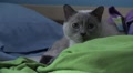 Cute Cat Big Eyes On Bed Blankets And Pillows HD Video