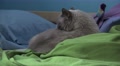Cute Cat Cleaing Itself On Bed Blankets And Pillows 4K Video