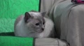 Siamese Cat On Couch Stands Up HD Video