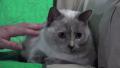 Siamese Cat On Sofa Cute Reactiong To Being Petted HD Video