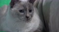 Close Up On Face Cute Siamese Cat Big Eye On Sofa Looking Around 02 4K Video