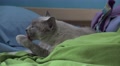 Cute Siamese Cat Big Eye Cleaing Paws On Bed Blankets And Pillows 02 4K Video