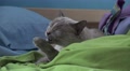 Cute Siamese Cat Big Eye Cleaing Paws On Bed Blankets And Pillows 4K Video